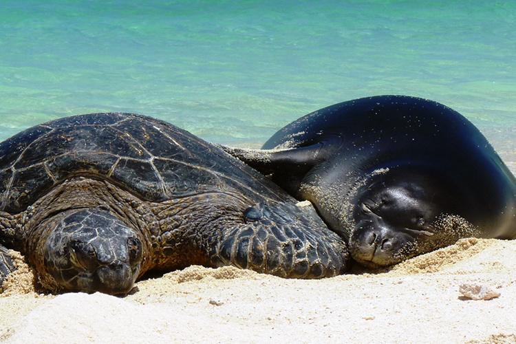 A Hawaiian monk seal rests leaning on a green sea turtle as they both sleep on the beach sand