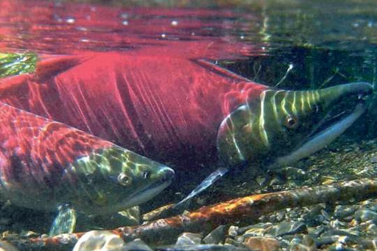 Photo of two red and green, breeding adult sockeye salmon in a river with gravel bottom