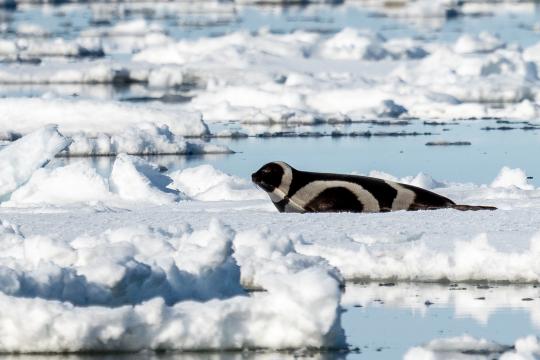 A seal with dark black hair and a distinct white ribbon pattern resting on an ice floe in the sunshine with its head up and looking forward to the left.