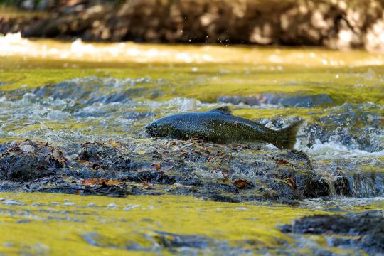 Chinook salmon migrating upstream. Credit: Adobe Stock
