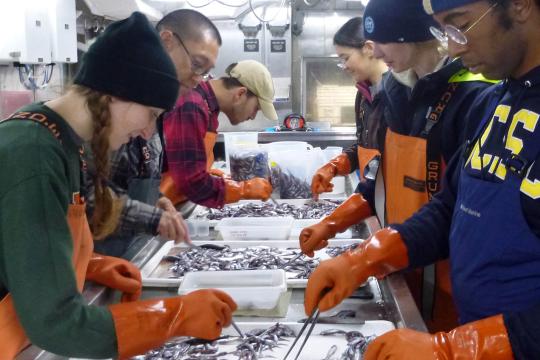 Group of people sorting fish in trays