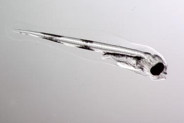 Photograph showing side view of transparent Pacific cod larva with large black eye.