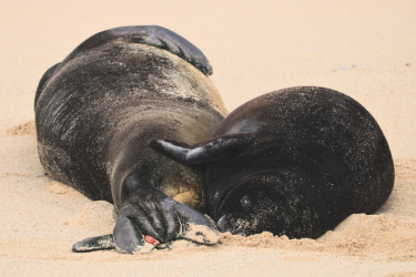 A mother Hawaiian monk seal and her pup lay side by side on a sandy beach. 