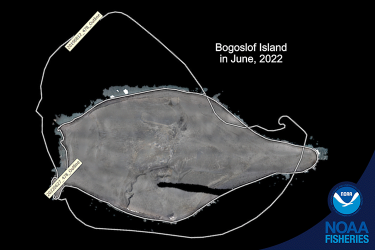Aerial view of Bogoslof Island in June 2022 showing the impact of the volcanic eruption from 2019