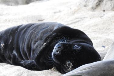 A Hawaiian monk seal pup lays in the sand