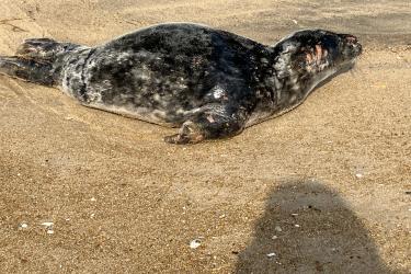 An injured gray seal lying on the beach. 