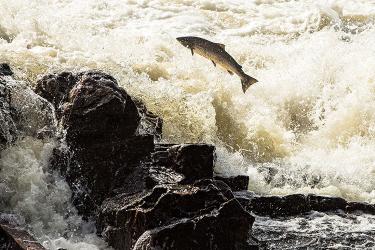 A salmon leaping upstream over fast-moving whitewater and dark gray rocks