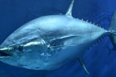 bluefin-tuna.jpg