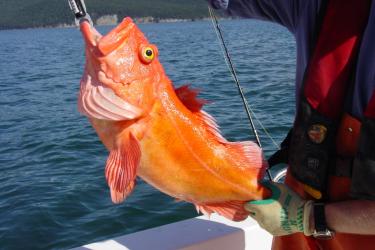 YellowEye rockfish - NOAA NWFS.jpg