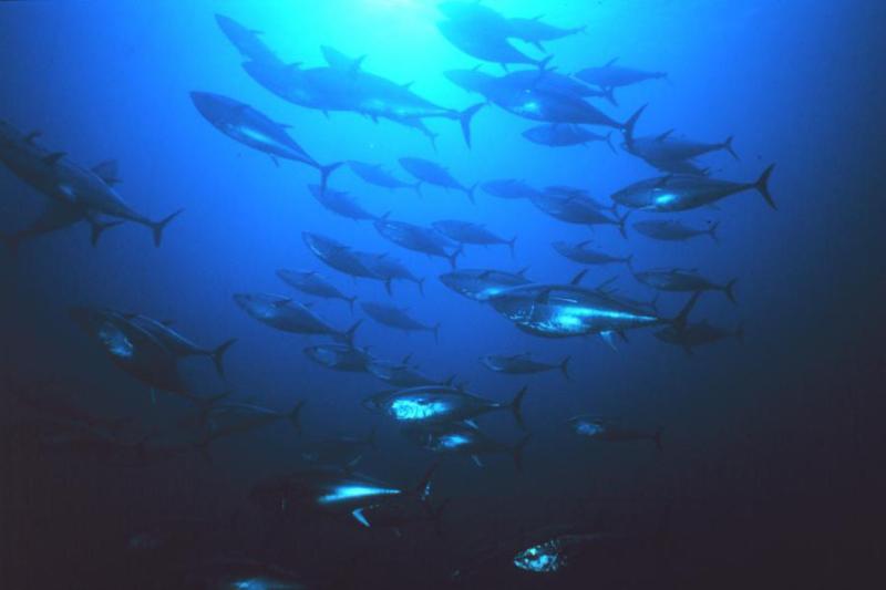 750x500-School-of-bluefin-tuna.jpg