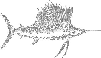 Sketch of Swordfish