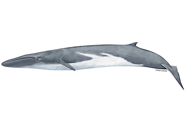 Image: Fin Whale