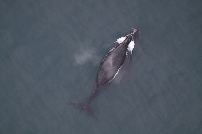 Image: Collaboration and Partnerships Make Data Collection Possible in a Challenging Year for Arctic Research