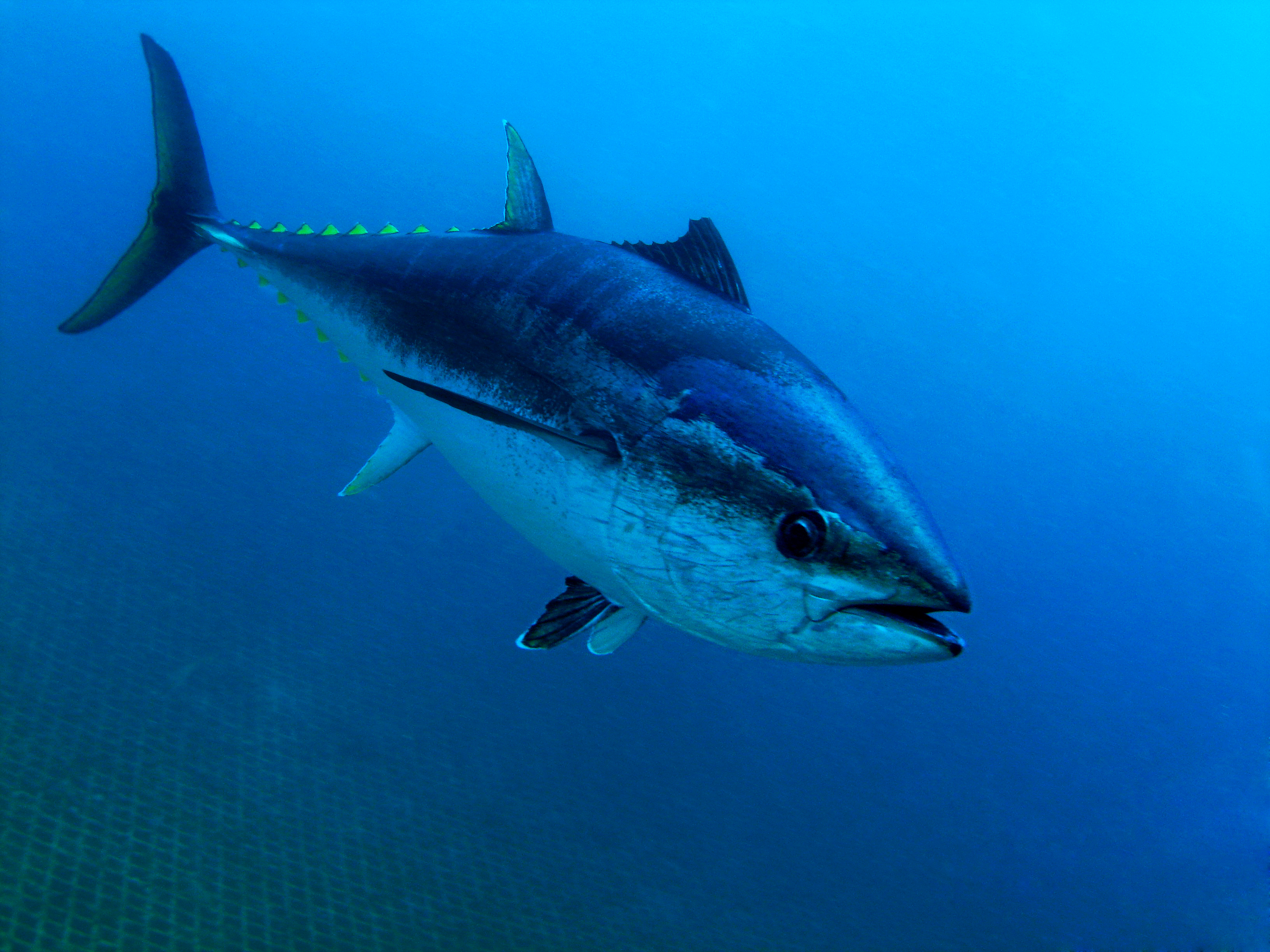 Image: International Collaboration Improves Understanding of Tuna Populations