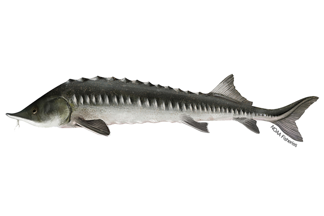 Image: Kaluga Sturgeon