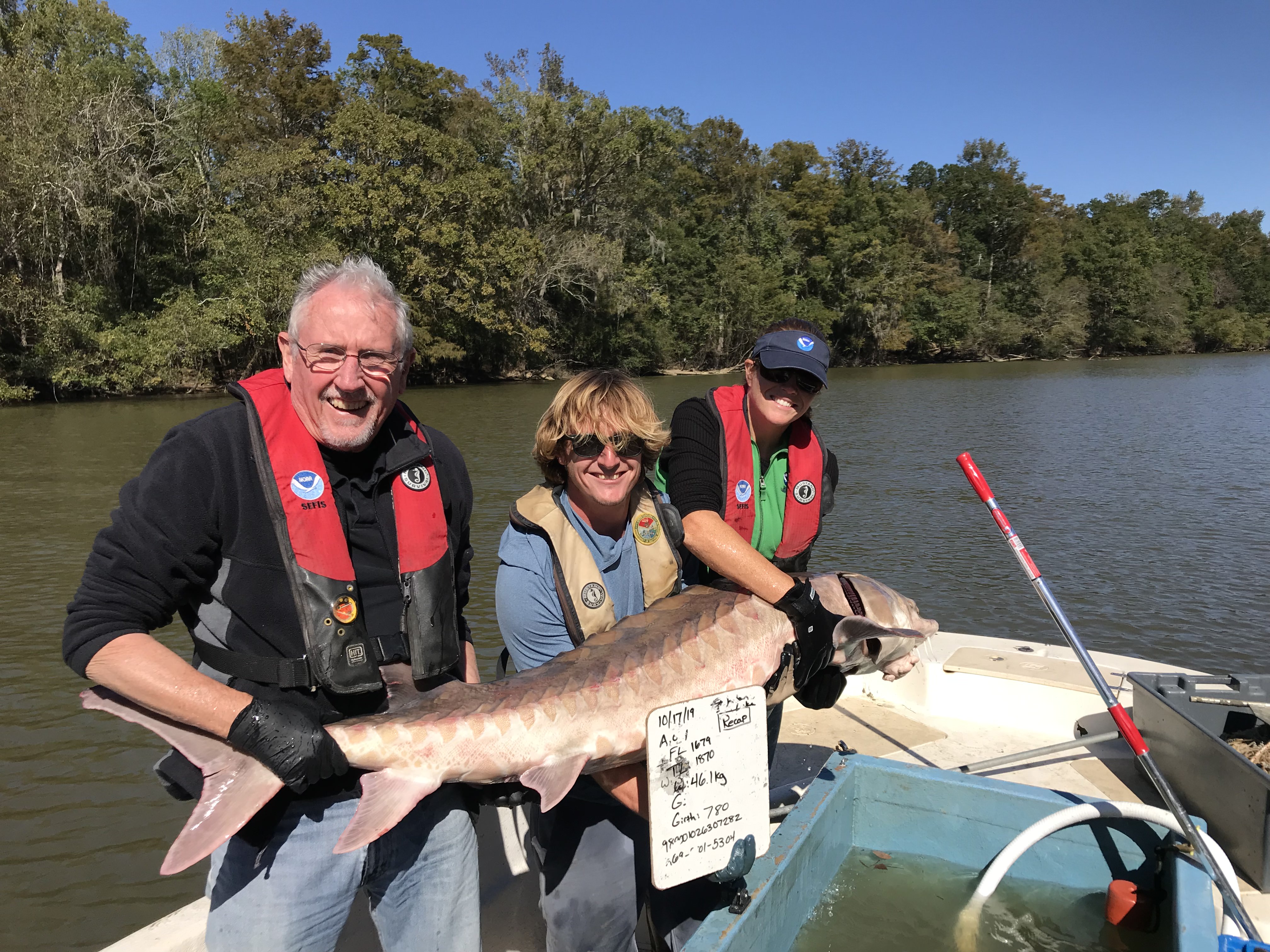 Image: Return of Atlantic Sturgeon to Pee Dee River Signals Improved Health of Population