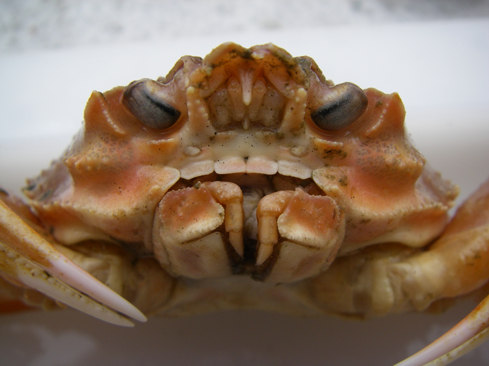 Research Confirms Link Between Snow Crab Decline and Marine