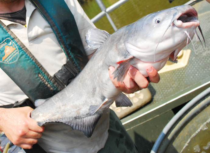 Blue Catfish: Invasive and Delicious