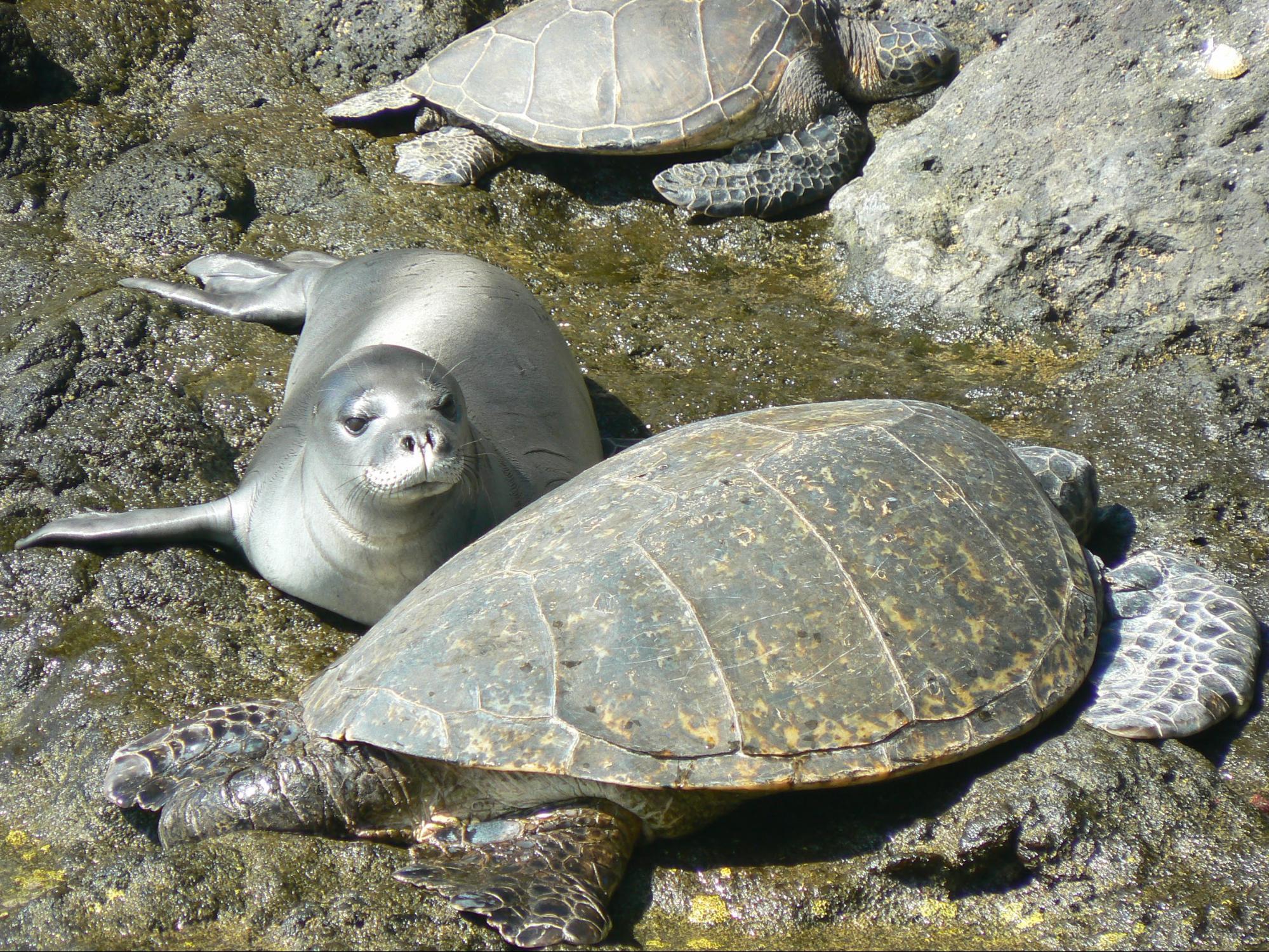 Image: 2020 Northwestern Hawaiian Islands Field Season Highlights: Celebrating Partners