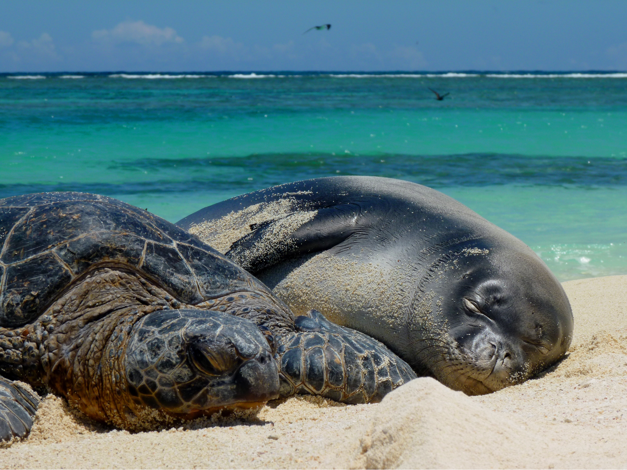 Image: Back to the Field: NOAA Biologists Return to Papahānaumokuākea to Study and Protect Hawaiʻi Wildlife