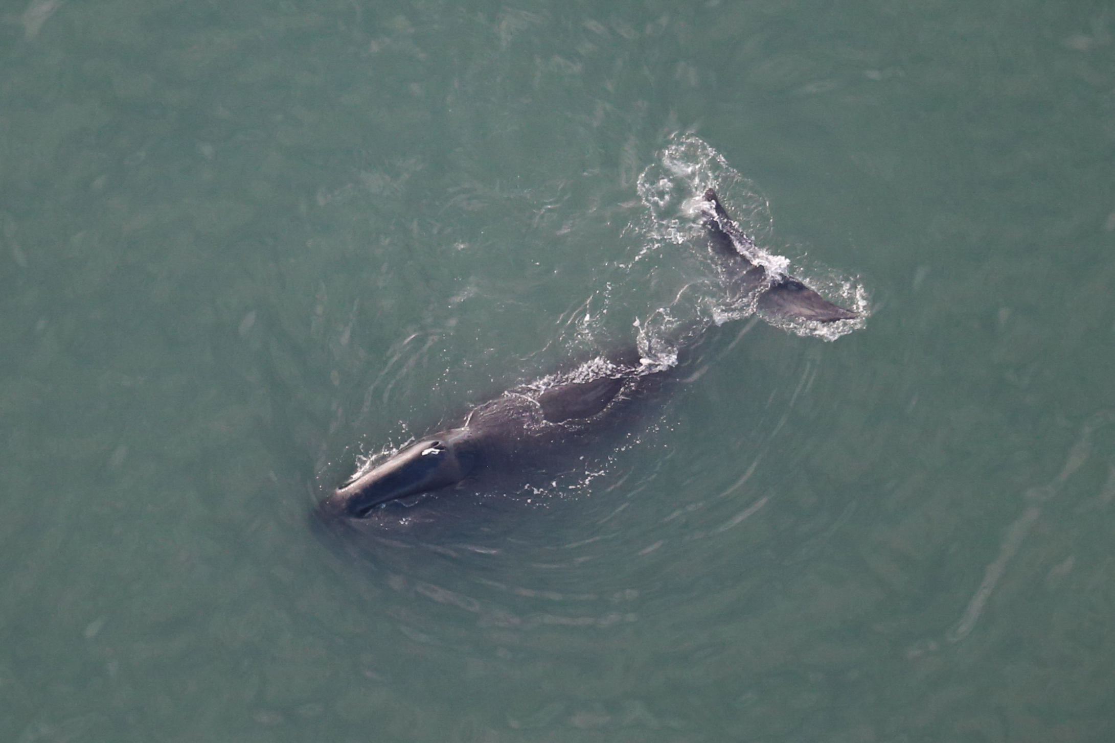 Image: North Slope Borough, NOAA, University of Washington and Cooperative Institute for Climate Ocean and Ecosystem Studies Scientists Collaborate to Monitor Whales in 2020 in Northern Alaska