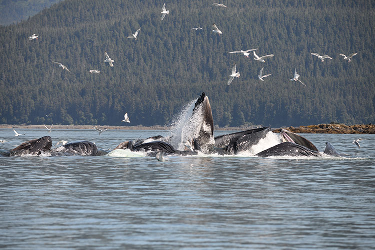 Image: New Study Shows Economic Importance of Alaska’s Whale-Watching Industry