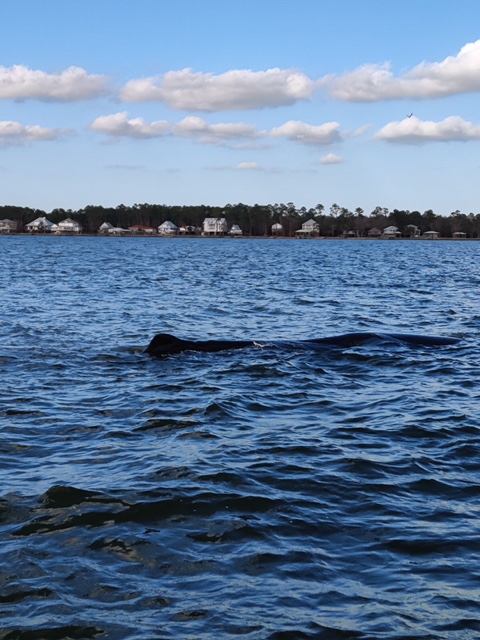 Image: NOAA and Partners Monitor Stranded Sperm Whale in Alabama Waters