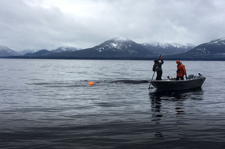 Image: Time for a Whale Disentanglement: Thanksgiving in Tenakee Springs