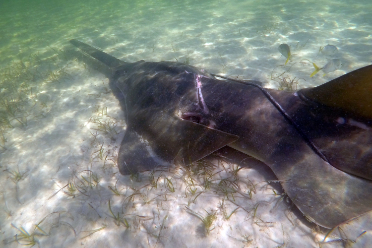 Image: Endangered Smalltooth Sawfish Rediscovered in Biscayne Bay