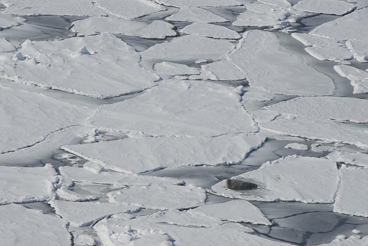Image: NOAA Fisheries Proposes Critical Habitat for Ringed and Bearded Seals in U.S. Arctic