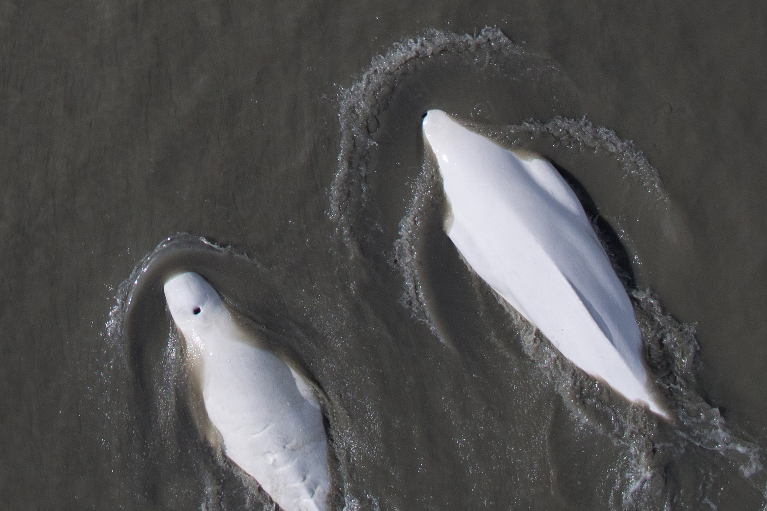 Image: Genetic Study Makes It Possible To Accurately Estimate Age Of Endangered Whale While It Is Alive