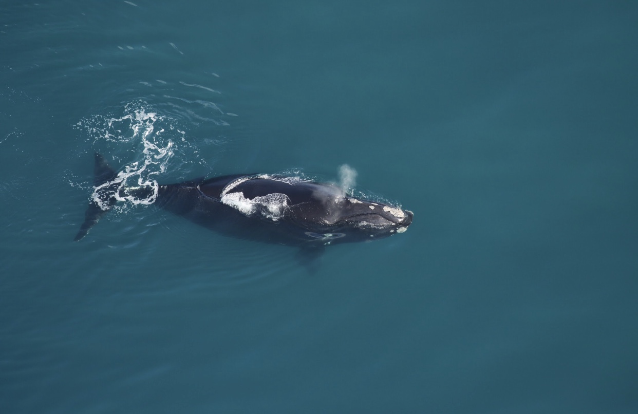 Image: North Atlantic Right Whale Recovery Plan Southeast Implementation Team Meeting Summary and Outcomes, November 2017