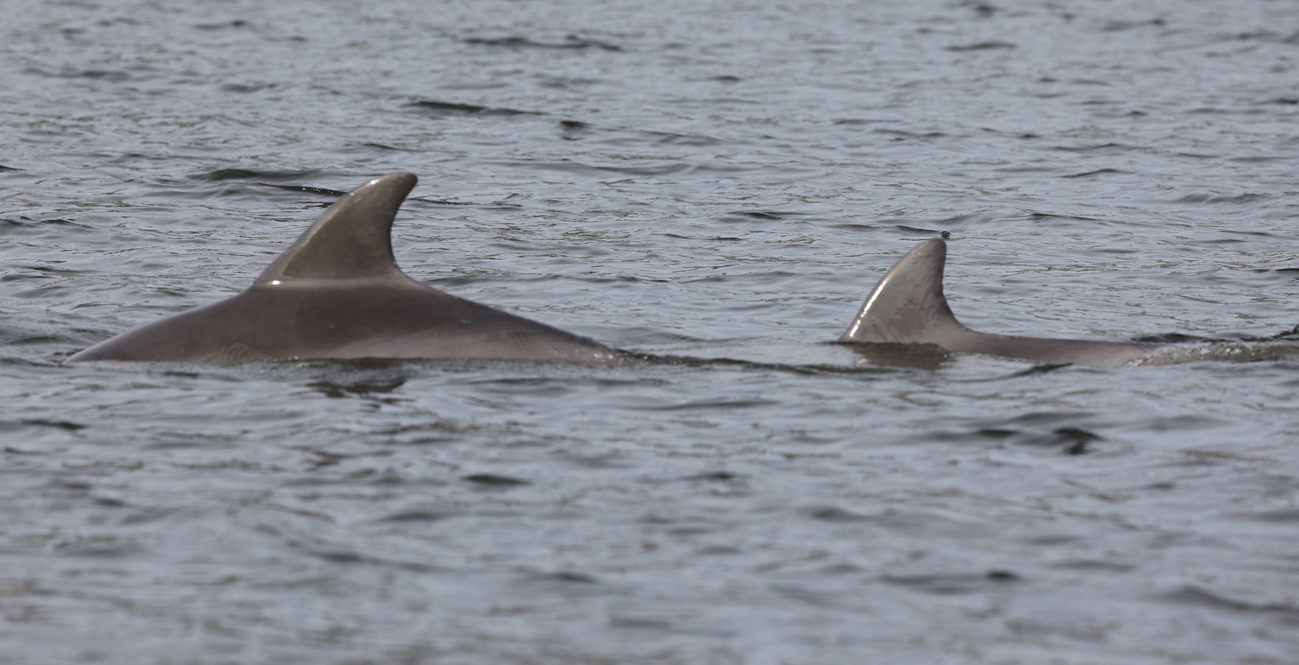 Image: Shrewsbury River Dolphins Signal Cleaner Rivers, More Fish