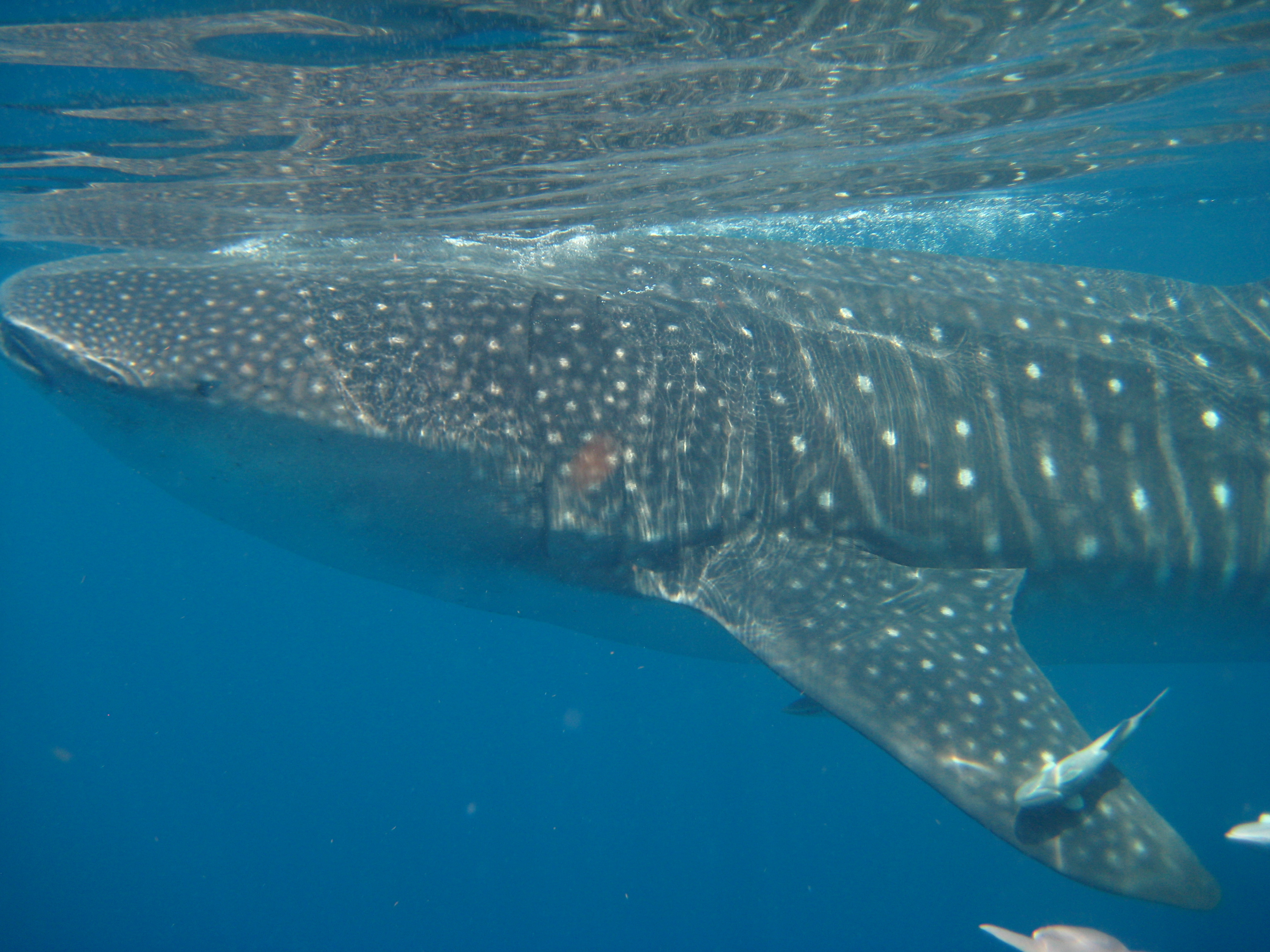 Image: New Publication Highlights Whale Shark Movements in the Gulf of Mexico 