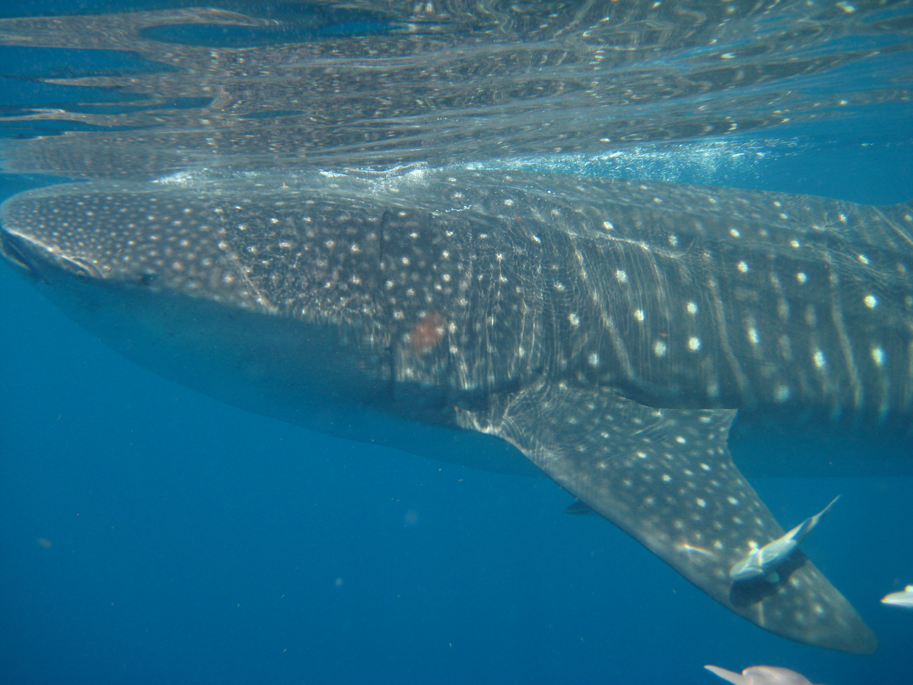 Image: New Publication Highlights Whale Shark Movements in the Gulf of Mexico