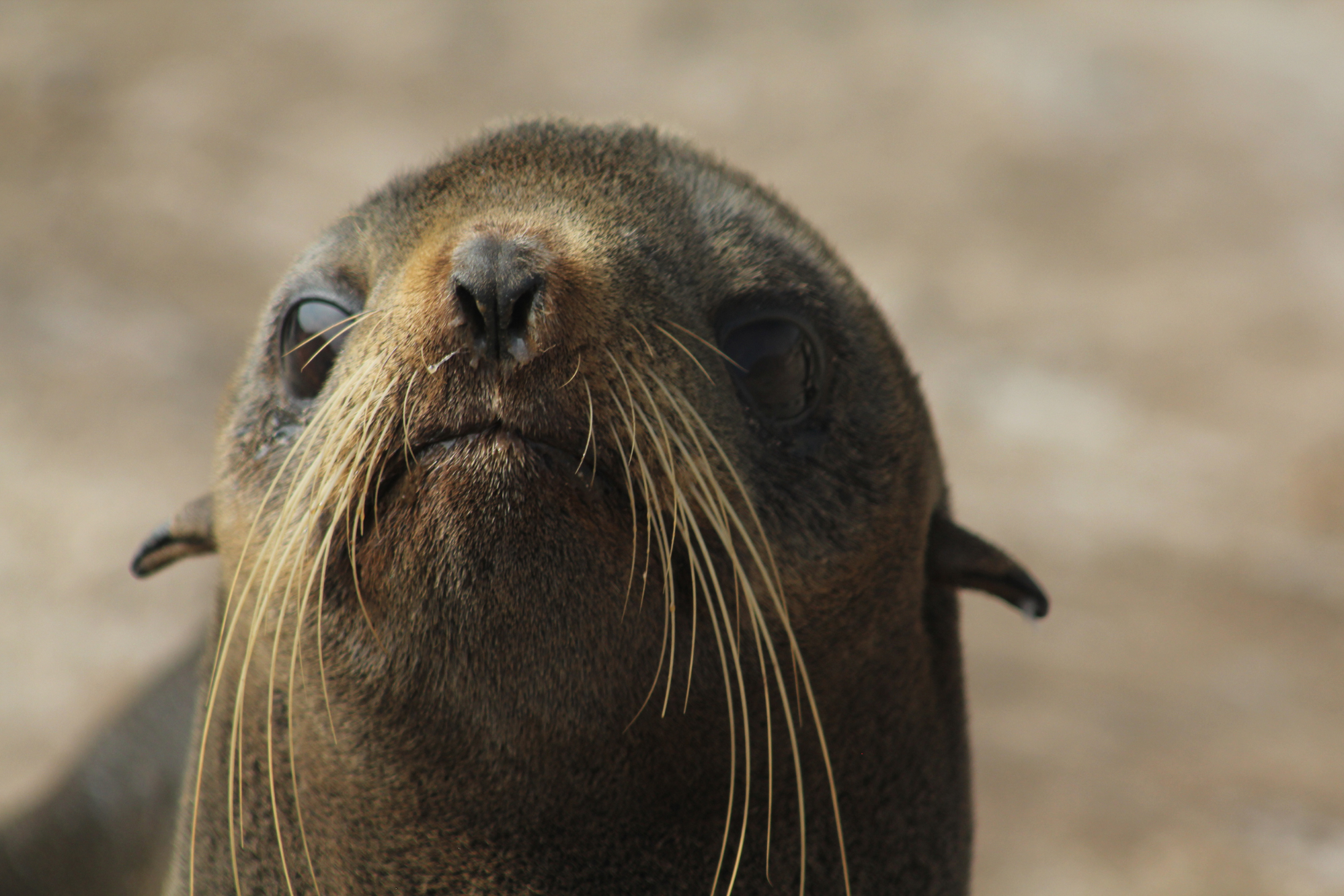 Image: A Seal’s Whiskers Record a History of Foraging, Motherhood, and Stress