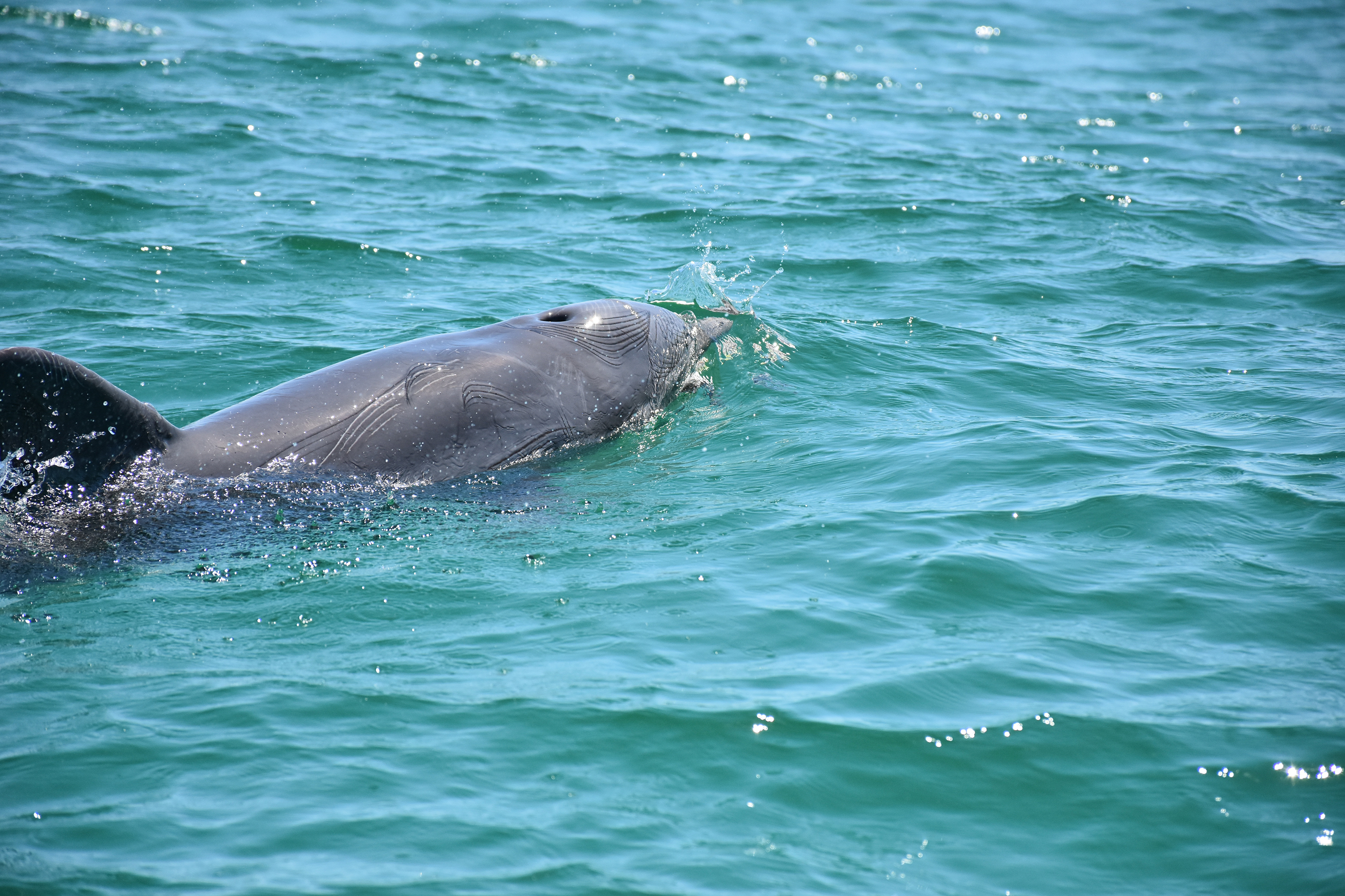 Image: Nearly $100 Million Proposed to Restore Gulf-wide Resources Impacted by Deepwater Horizon