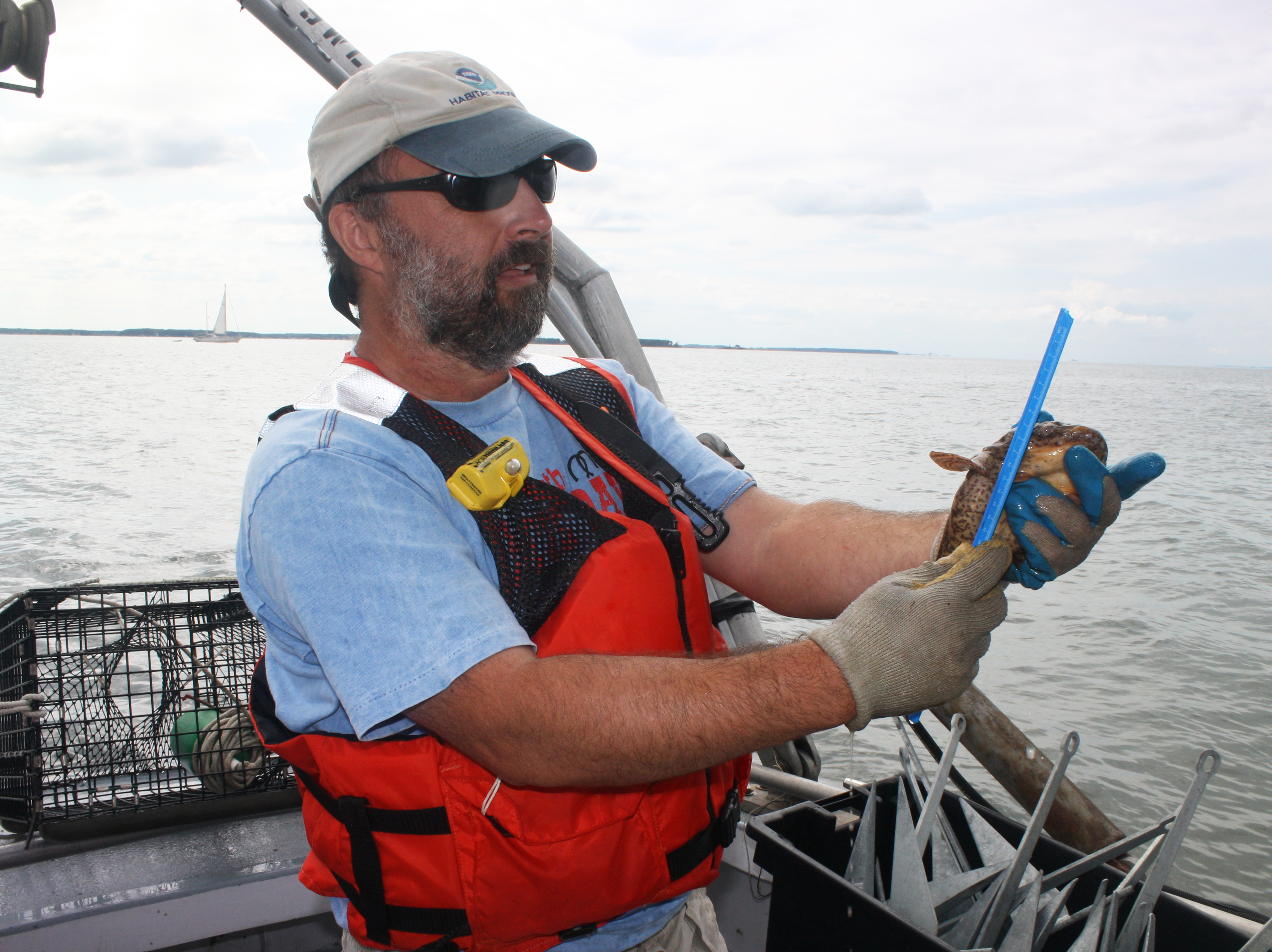 Image: Oyster Reefs Provide Habitat and Filter Water, Findings Show