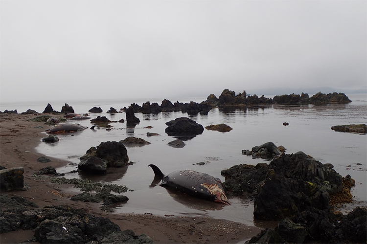 Image: What Caused the Largest Known Mass Stranding of Stejneger’s Beaked Whales?