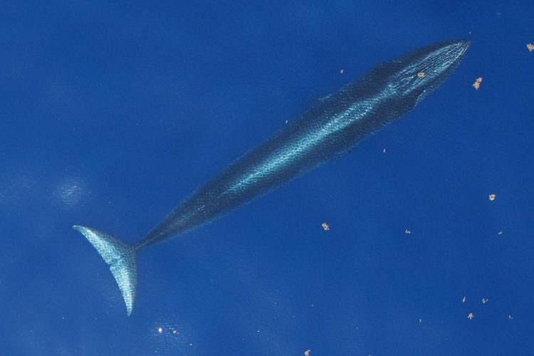 Image: Celebrate Whale Week with Us: A Message from Janet Coit, Assistant Administrator of NOAA Fisheries