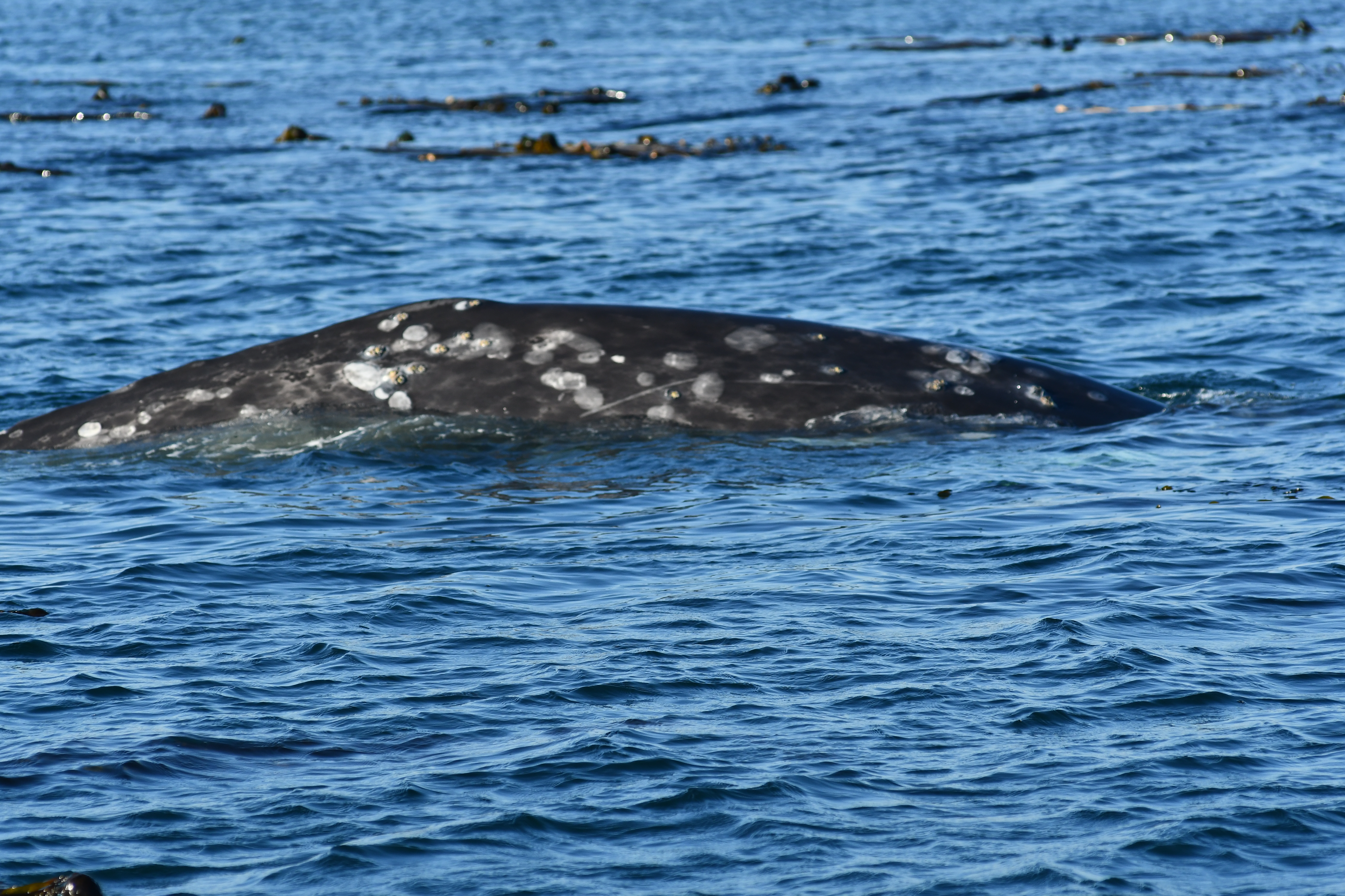 Image: International Collaboration To Monitor And Respond To Tagged Gray Whale