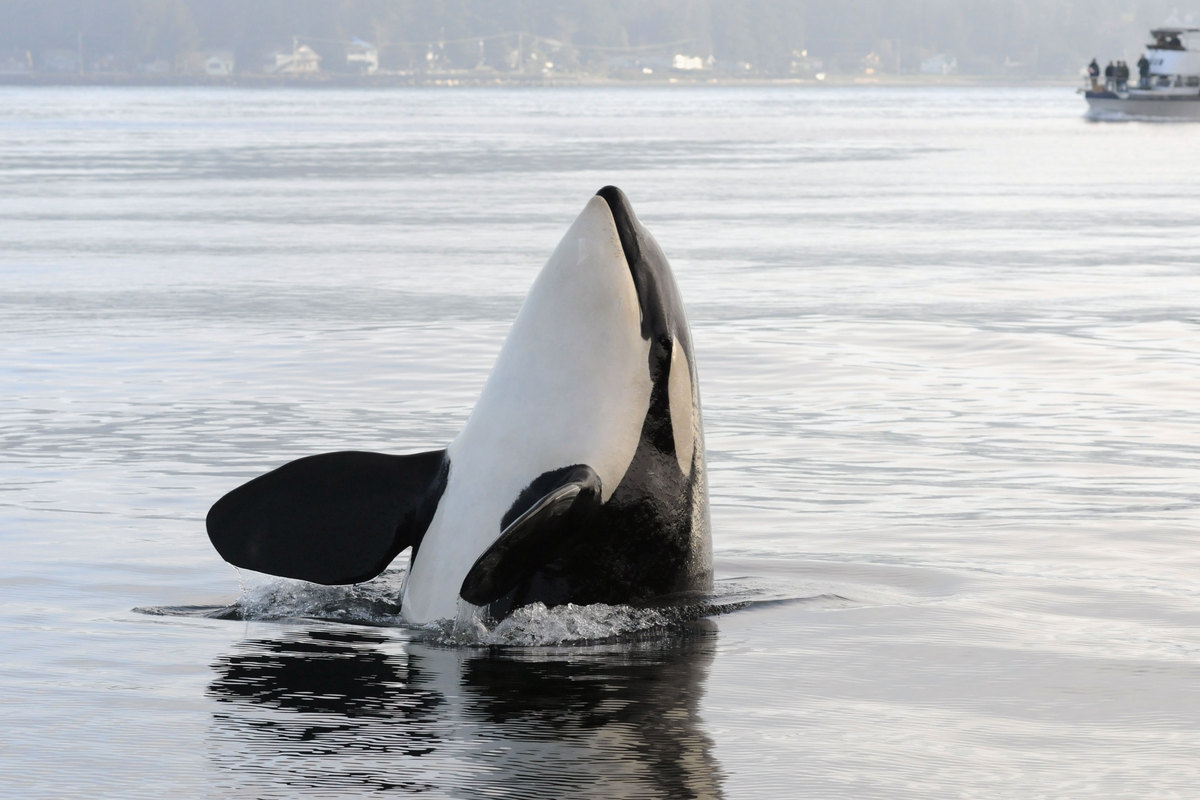 Image: New Actions Focus Efforts to Save West Coast “Species in the Spotlight”