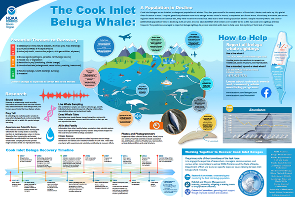 Image: Cook Inlet Belugas: A Population in Decline