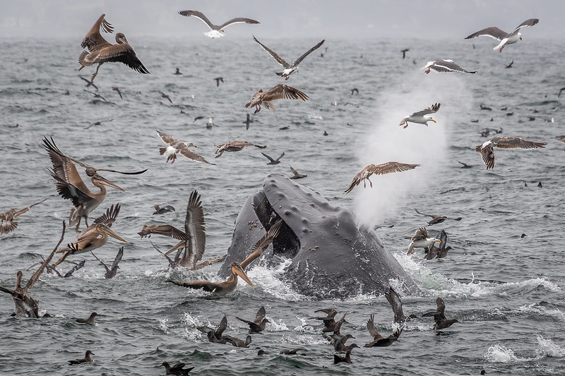Image: Manage Vessel Discharge and Waste, Protect Our National Marine Sanctuaries