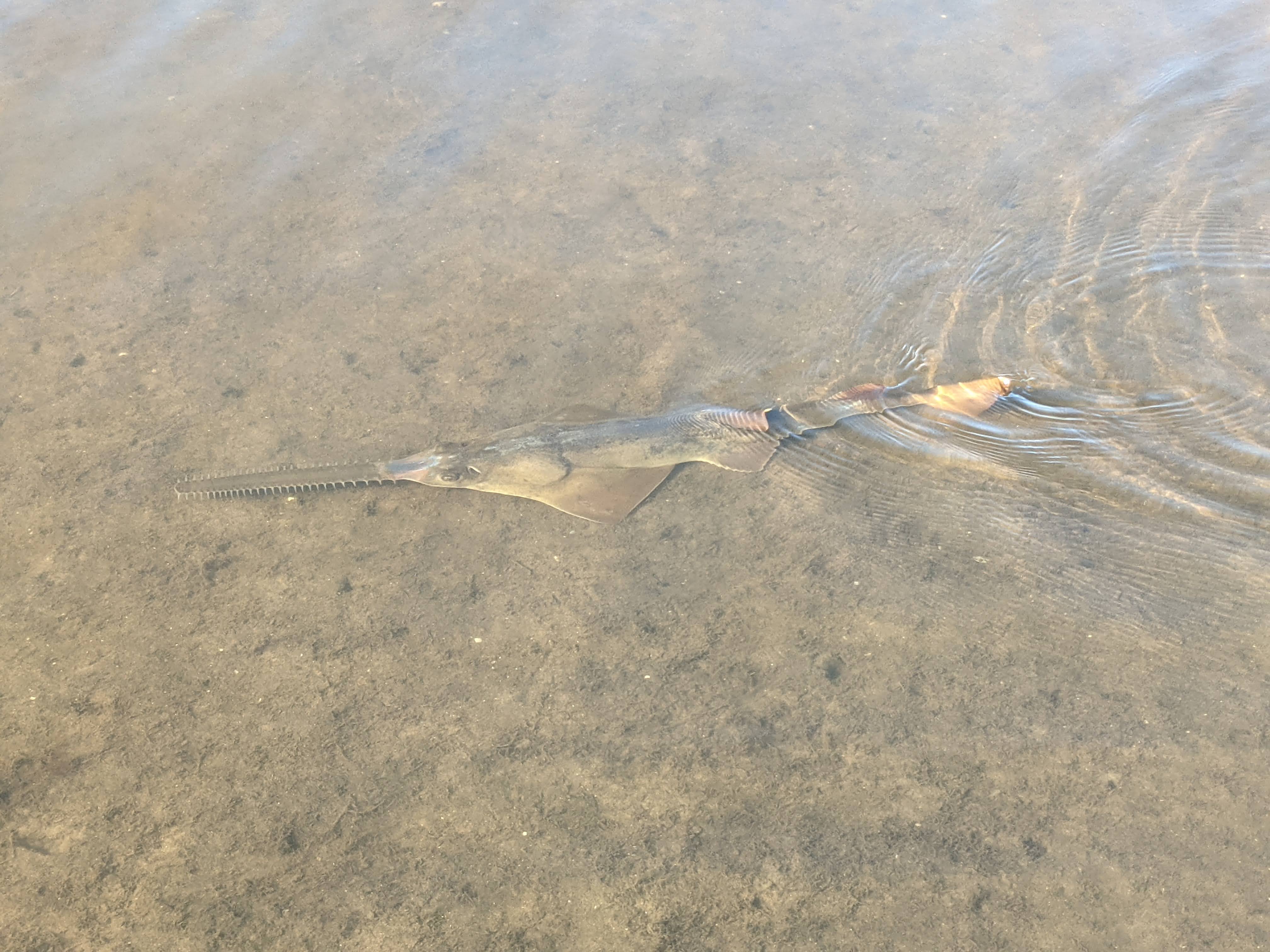 Image: Sawfish Search 2021