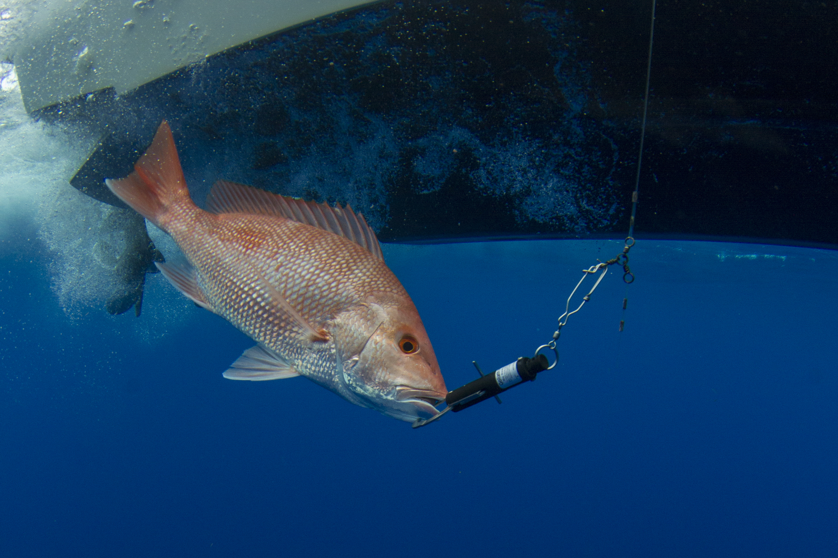 Image: Engaging Anglers to Improve Catch and Release Practices and Restore Reef Fish in the Gulf