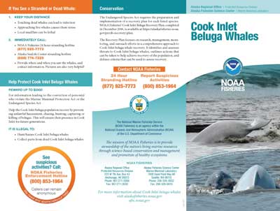 Image: Cook Inlet Beluga Whale Brochure