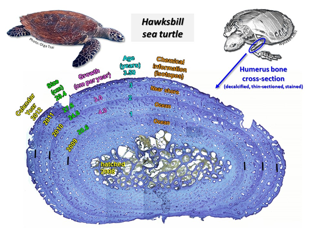 Image: The “Circles” of Life - Learning About Hawksbill Sea Turtles from Their Bones