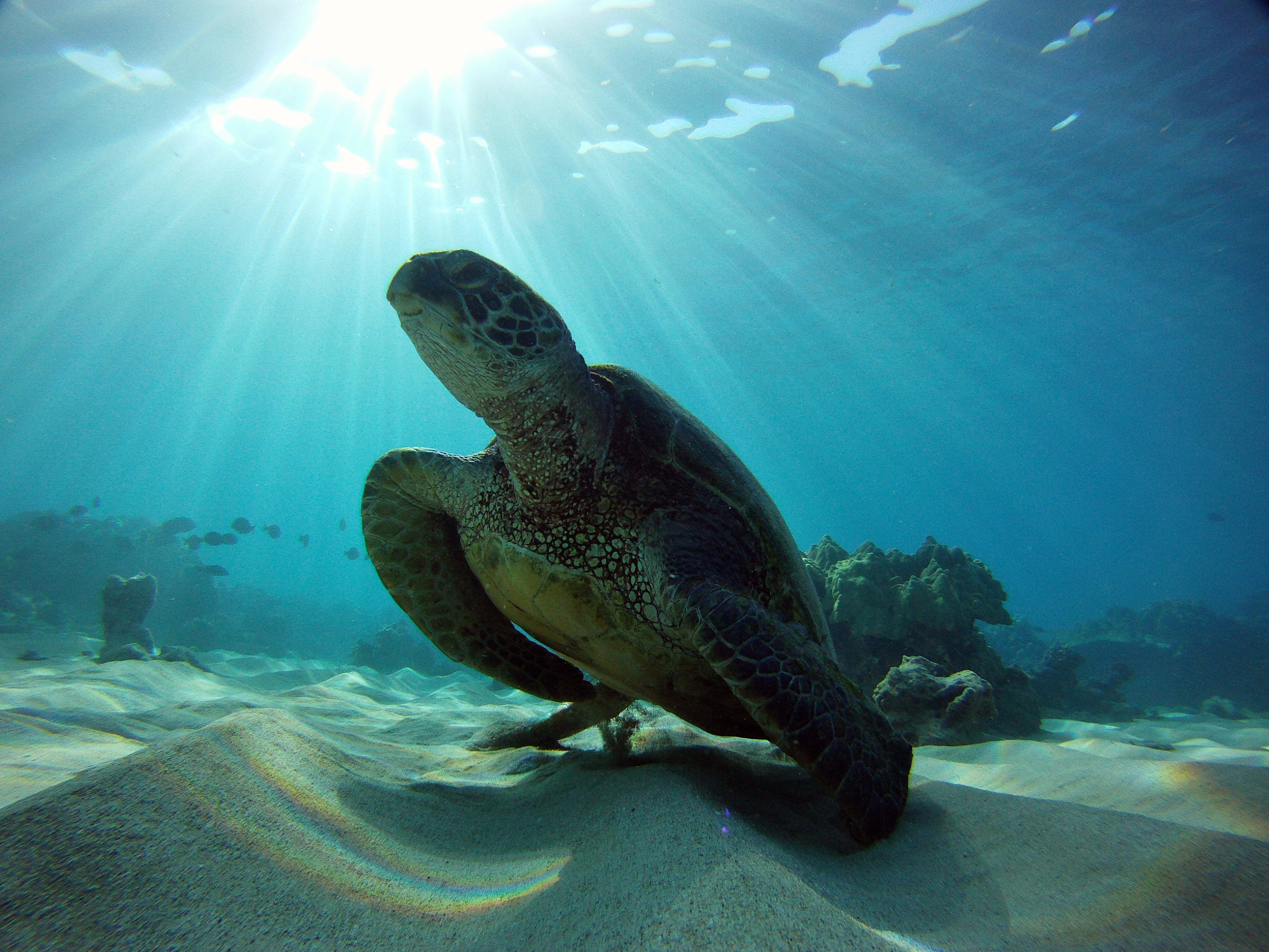 Image: Sea Turtle Week 2021