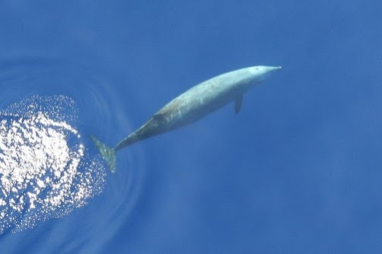 Image: Experts Collaborate on Mission to Document Protected Species